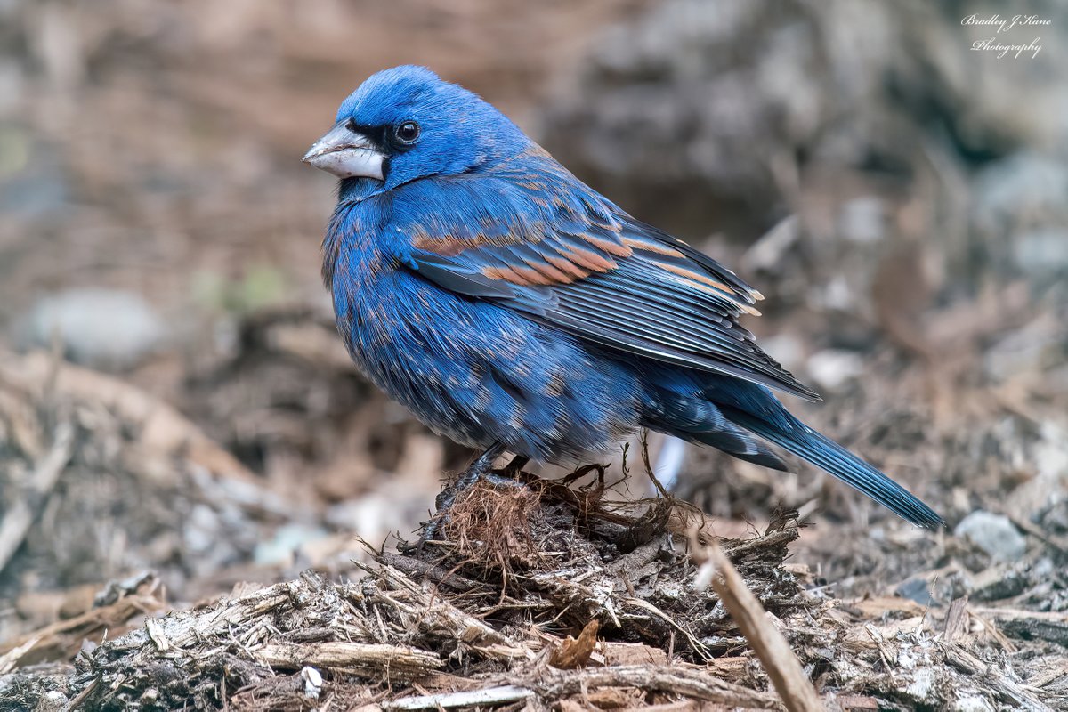 I finally went down to see the Blue Grosbeak that's been lingering in the East Village. Tough to get better views than it's been offering! #birdcpp #NaturePhotography #BirdsOfTwitter #birds #nature #birding #wildlifephotography #urbanbirds #nybirds #springmigration