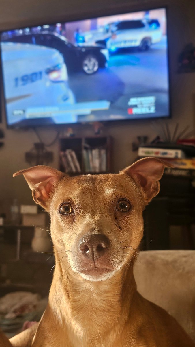 suzyemre's tweet photo. Bernie is ready to go! She's been napping all day!
@OfficialOPLive @ReelzChannel #OPLive #ShawnPatrolLive #ProfessionalChatters #MissingFrank https://t.co/erX46r35ks