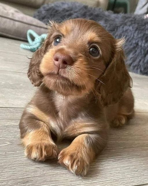 Too cute puppy🥰🥰