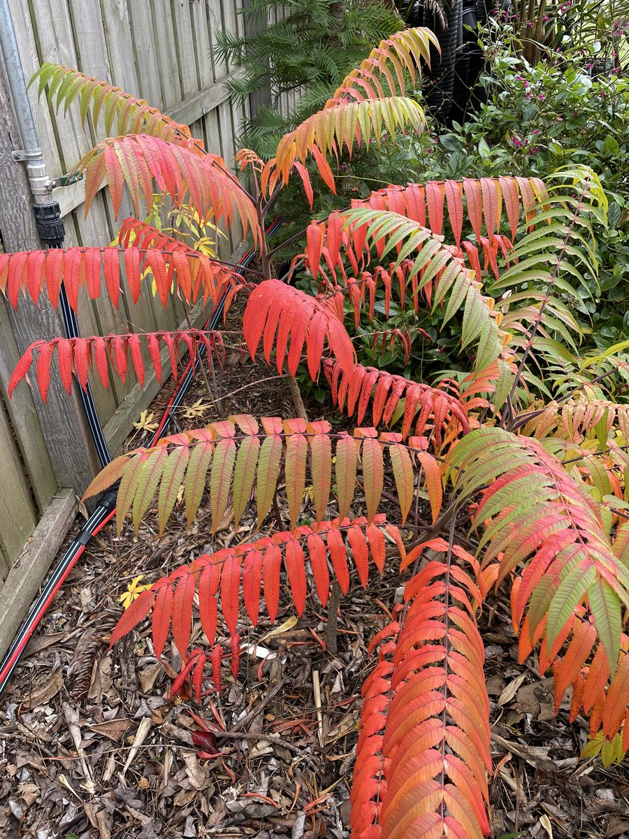 A quick lap at work in the depot garden as I do some pot watering - a bit more autumn colour appearing 🤓 #warrnamboolbotanicgardens #depotgarden #autumn
