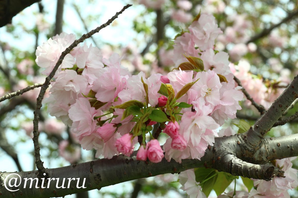 𝔾𝕠𝕠𝕕 𝕄𝕠𝕣𝕟𝕚𝕟𝕘 ☀︎*.｡
ハート型の八重桜🌸

                                     ෆ.*･ﾟ

 #桜
 #Cherryblossoms