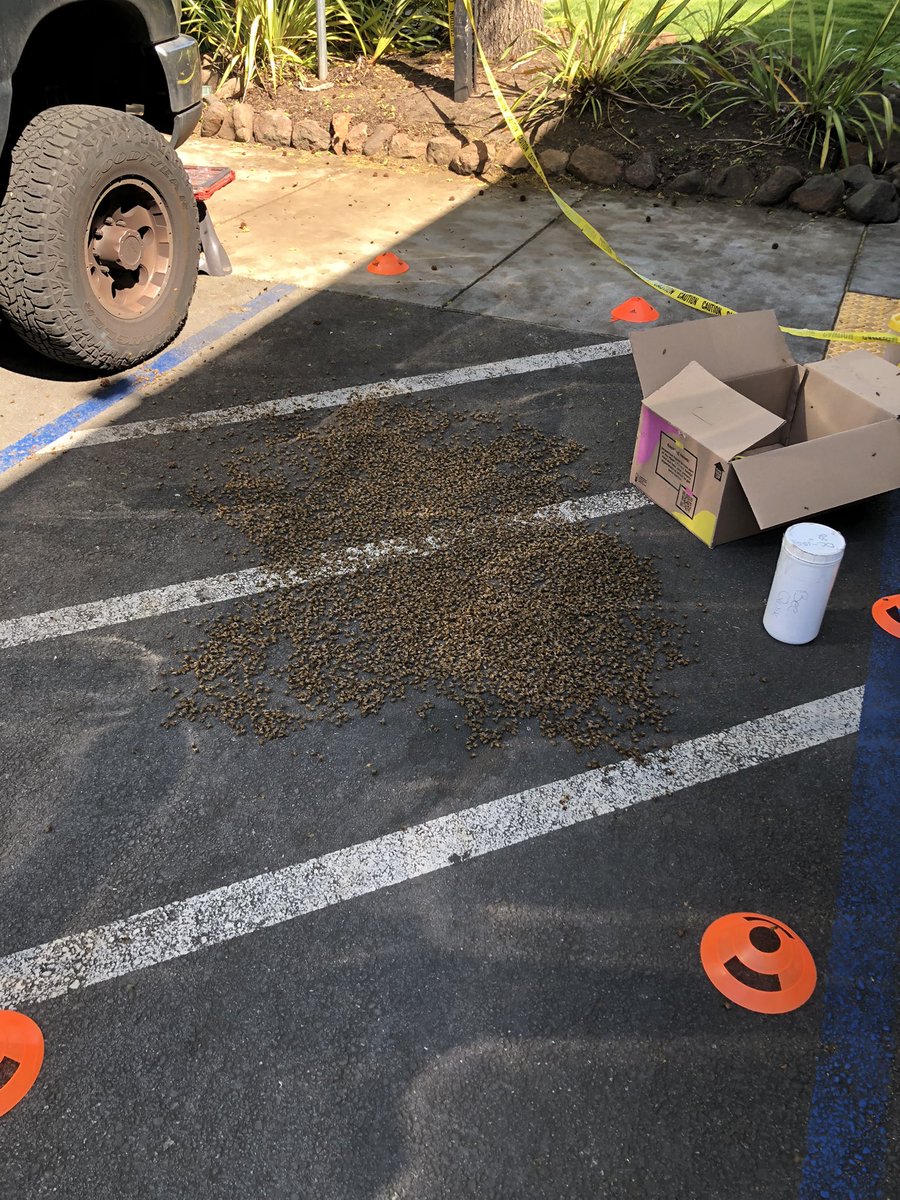 honeybees's tweet photo. This swarm was interesting. It went much better than the last that was in a parking space.  Had to use a bee vac on that one. Anyone see the queen?? https://t.co/HNZDLtiXYF
