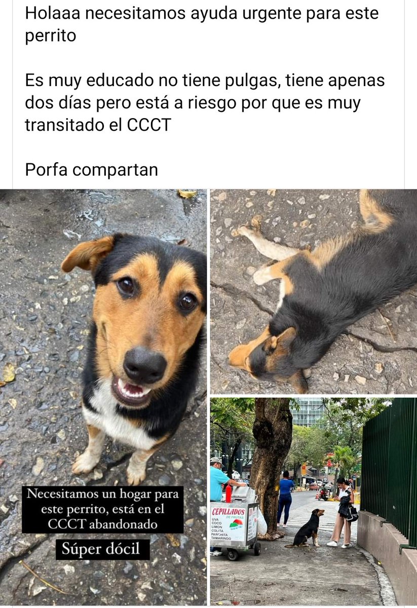 Reportan a este pequeño que se encuentra por el CCCT, necesita resguardo URGENTE. Caso de terceros