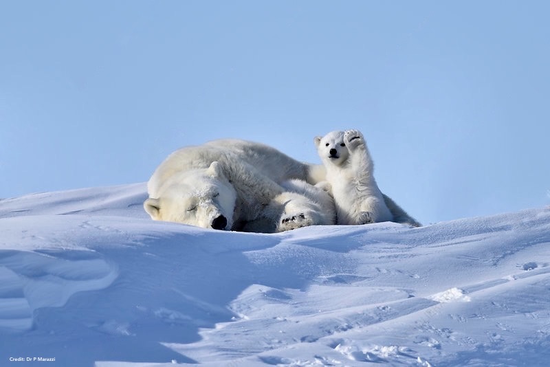 #Arctic 

Polar bears in the Western Arctic will be safer now the Biden administration has finalized a rule to ban oil drilling on over 13 million acres.

The ruling includes protection for a vast region of tundra &amp; wetlands teeming with wildlife.

cnn.com/2024/04/19/cli…