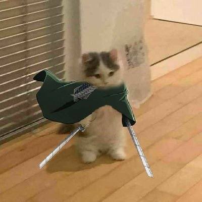 Because of <a href="/Attackonneko/">Attack on Neko 😾⚔️🪽 $AOCAT</a> I didn’t have to stable my sol thru the blood

There’s a lesson in that