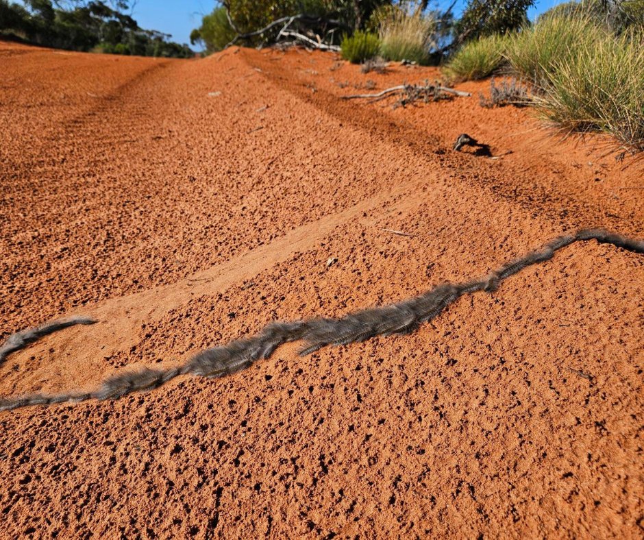 Wondering what life is like as an AWC Sanctuary Manager? Garth Bowen has just ticked off month one at Scotia Wildlife Sanctuary, in the Murray Darling Basin (NSW). Find out more 👉 bit.ly/AWC-Garth