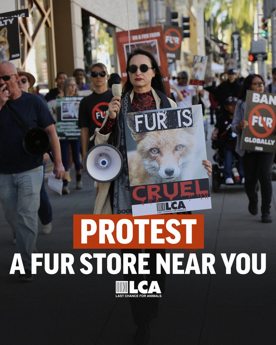 Protest a local fur store! Contact campaigns@lcanimal.org and we can supply you with posters, brochures, and t-shirts. #BanFurGlobally #AnimalCrueltyAwarenessWeek #AnimalCrueltyPreventionMonth