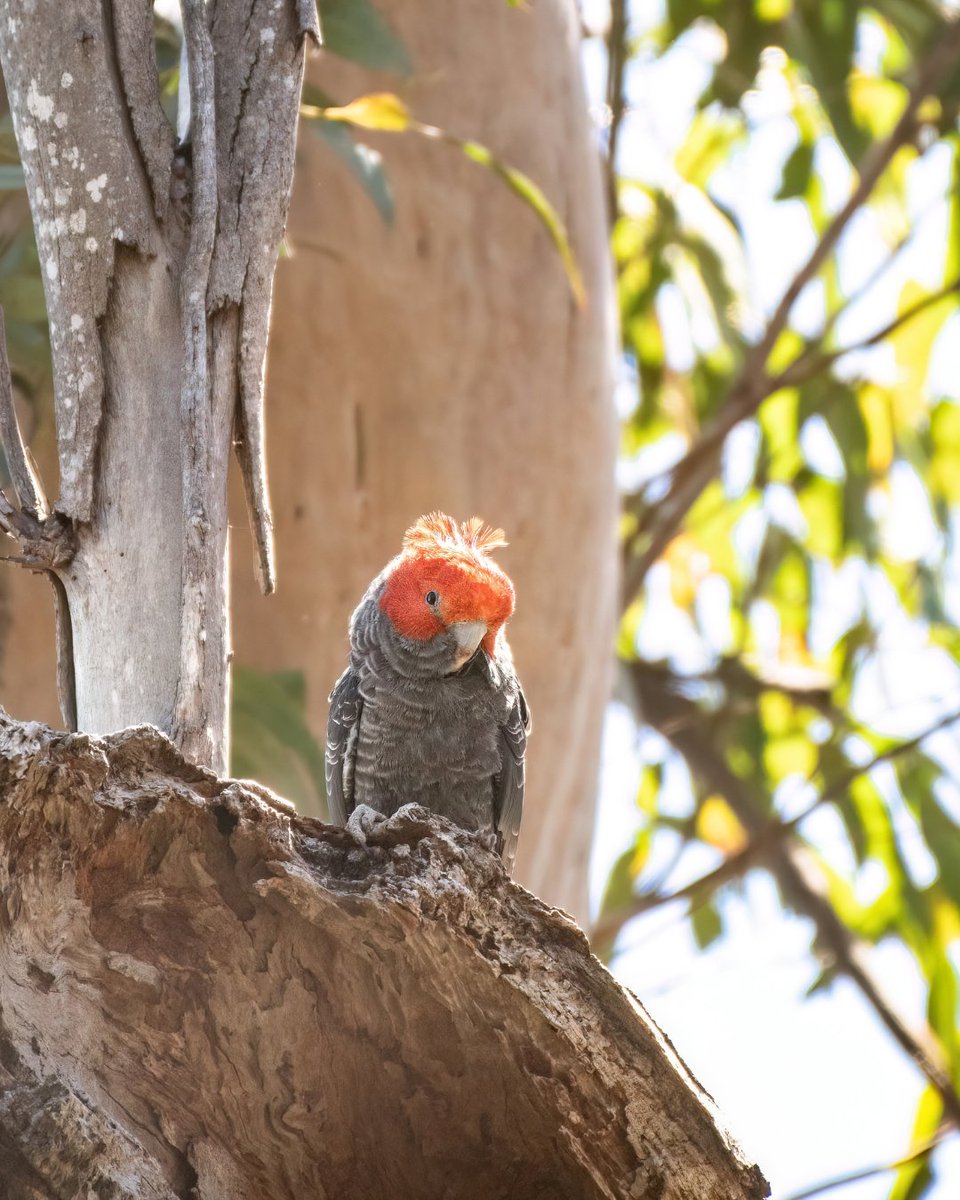 Exciting times! Gang-gang Cockatoos are on the move as they head to lower altitudes for the cooler months. If you live in south-east Australia, keep an ear out for their creaky calls! Learn more: birdlife.org.au/bird-profiles/… 📸Images by Connor Evans via IG: thewildergrid