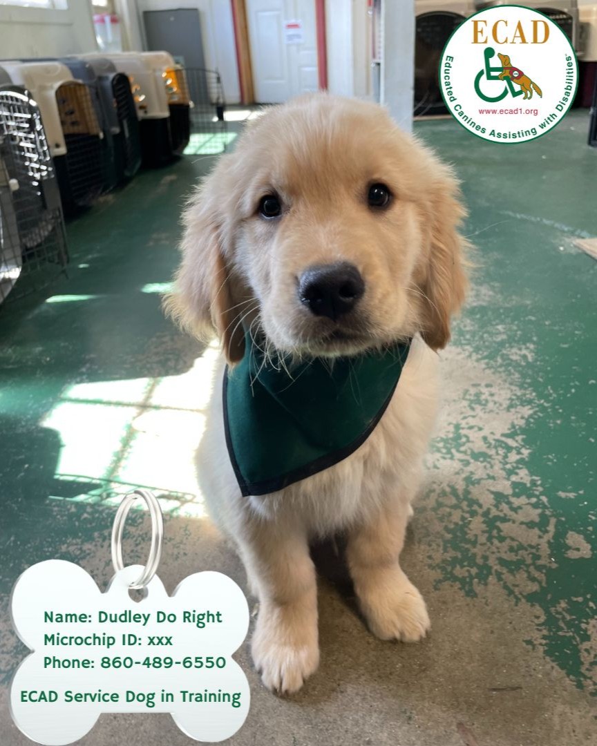 It's National Pet ID Week!  Let's see that your furry friends are always safe and secure. Meet the dashing Mr. Dudley! At ECAD, we prioritize pet safety with individual color collars, microchipping, and ID tags. 
 #NationalPetIDWeek #PetSafety #Microchipping #ECADServiceDogs