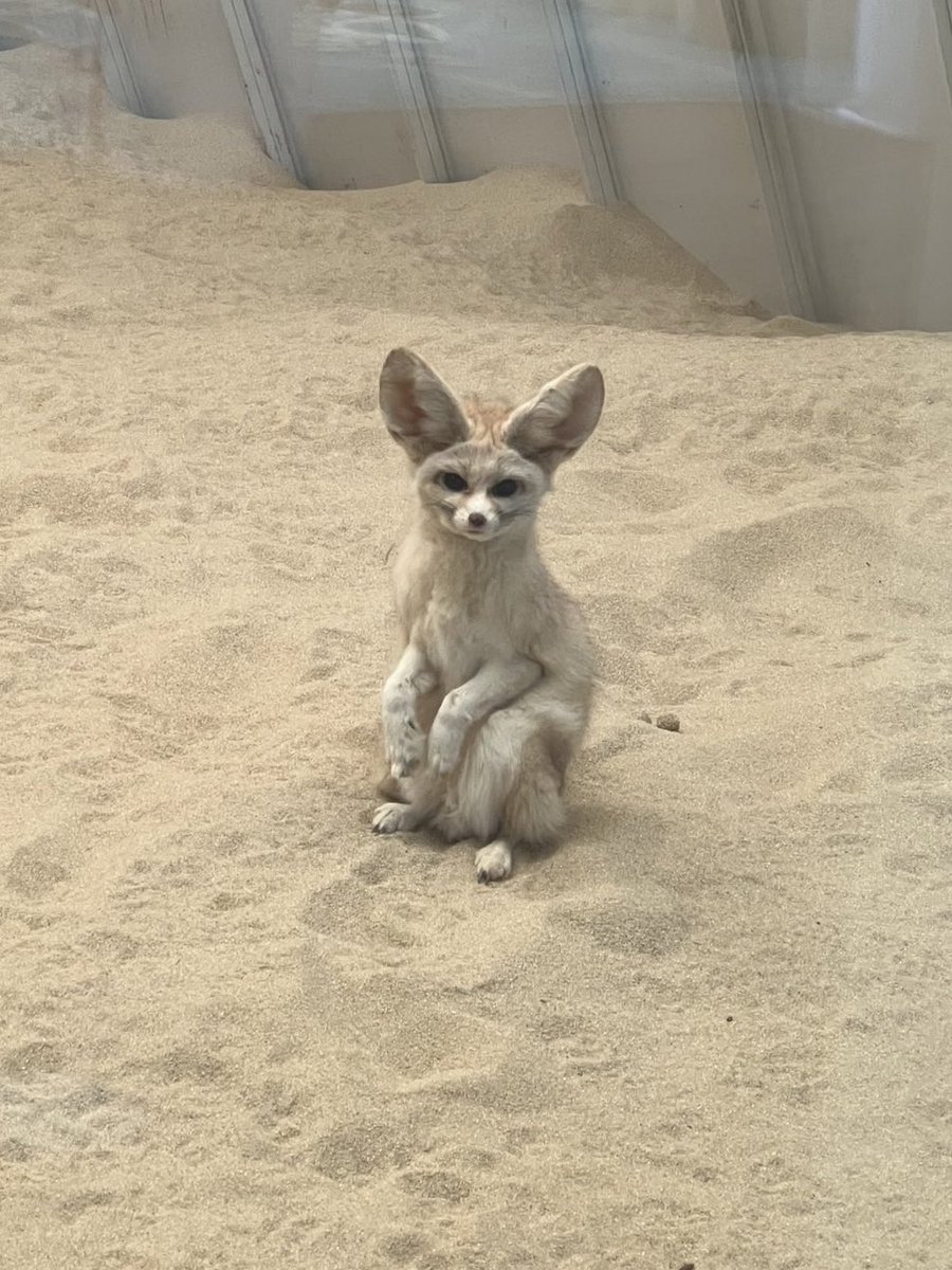 Fennec Post Y5 345