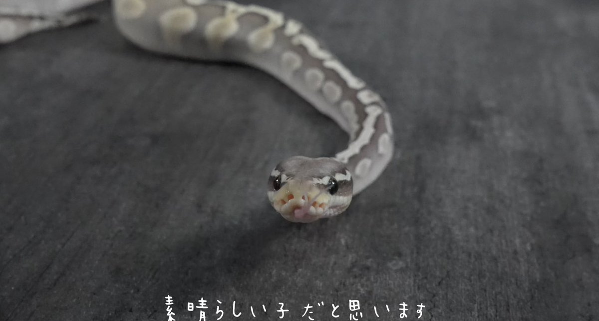 今日は東北の動画だよ！
19〜20時くらいに投稿します🫶💕