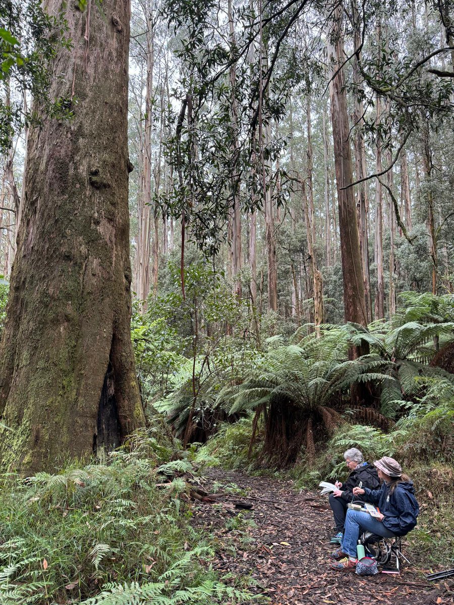 This area was once slated to be logged. Unless given permanent protected status it could be again. Add your voice. Tell the government why the forests are so important to you and need to be protected. engage.vic.gov.au/central-highla… #savethetrees #savetheforests #greatforestnationalpark