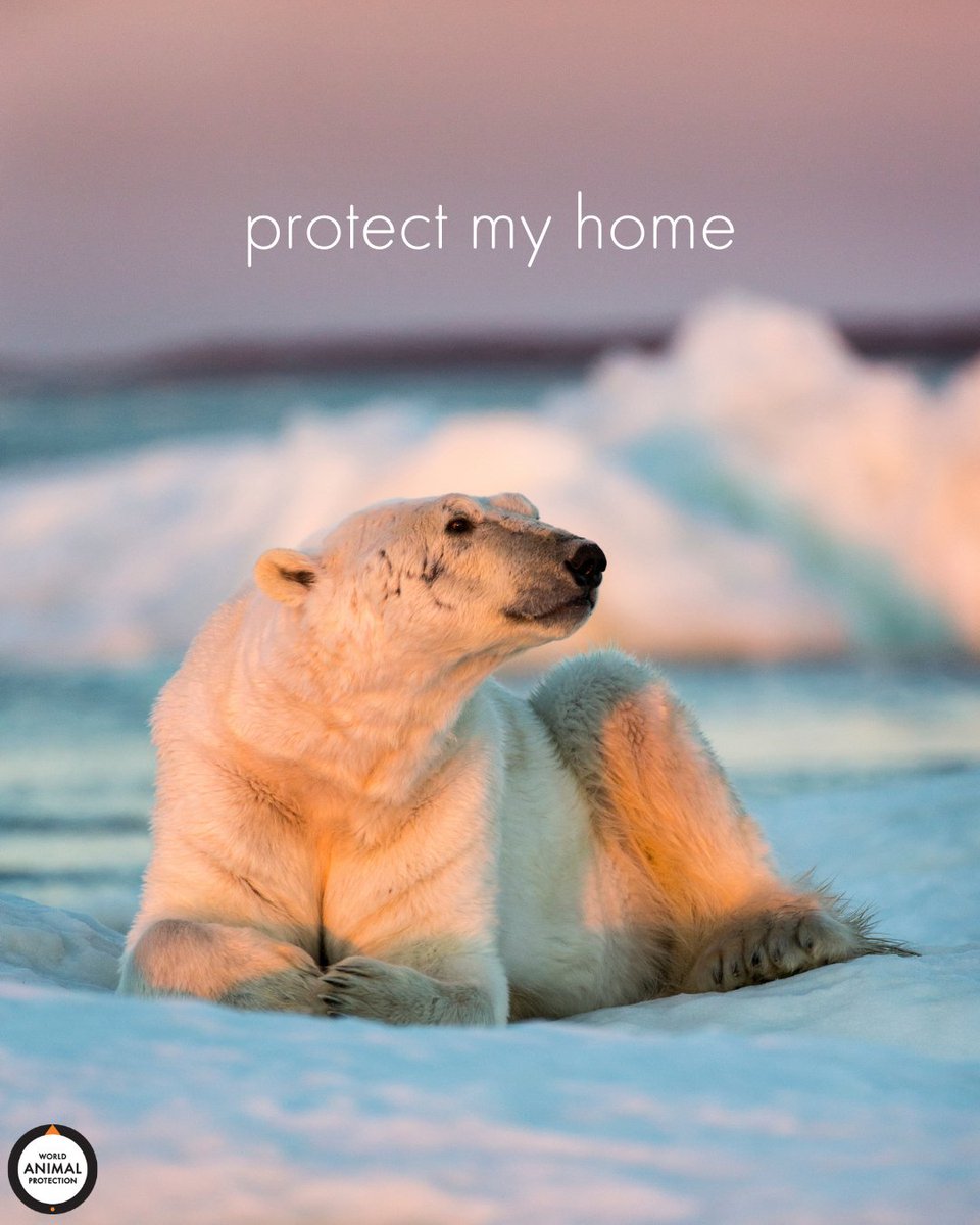Protecting animals is protecting the planet. 🐻‍❄️🧡