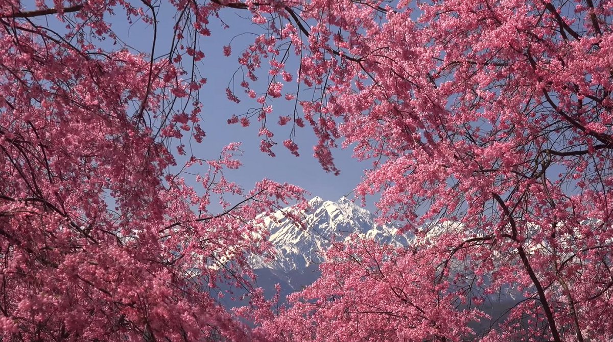 ☆北アルプスと桜の情景✨
おはようございます🌤️
長野・小川村にて北アルプスと桜の情景を
ご覧の皆様へ素敵な一日を🦝

#小川村
#桜