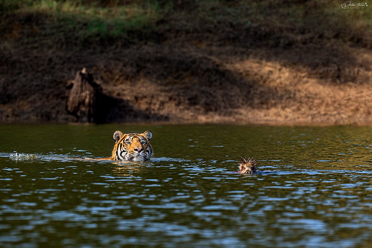 Tiger on a wild boar hunt. Satpura @NikonIndia #nature #wildlife #natgeoindia