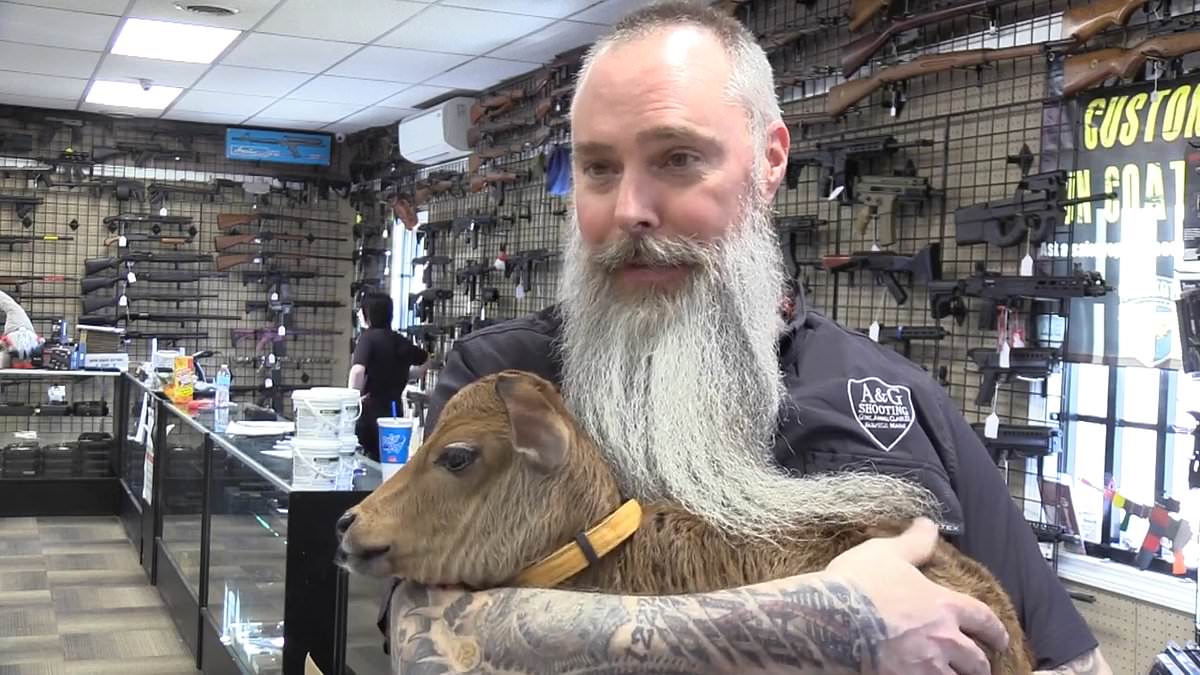 Gun store owner adopts calf found wandering alone in the woods trib.al/wtQV03o