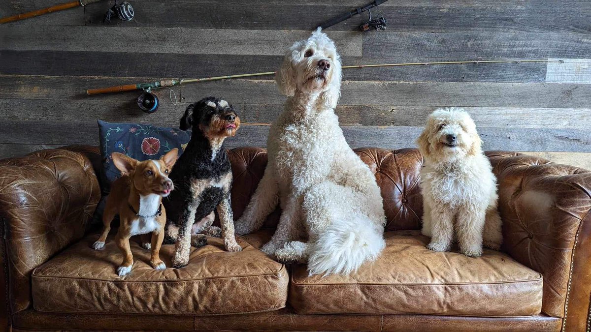 HOBPETS's tweet photo. #DiverseLove #choices #FRIENDS4EVER #funnydogs #Melbourne #catchup https://t.co/JJyGzZERwT