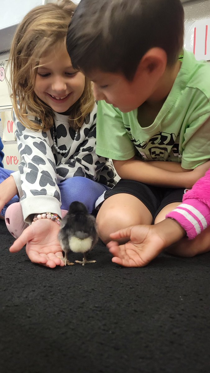 These chicks have been the highlight of our week. We love caring for them and writing about them, too! 🐥 @HumbleISD_MBE