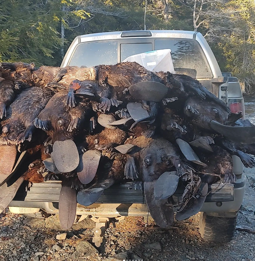 A trapper from Maine bragged that with this haul he trapped 31 beavers and 3 otters. This was just one haul! Why so much killing? This is happening all over the country. #ProtectWildlife #CompassionOverKilling #Coexist #TrappingIsTorture #Beaver #Otter