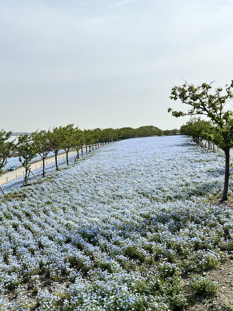 本日4月20日の大阪まいしまシーサイドパークは午前中は風も穏やかで日差しが強くなってます

ネモフィラ祭りにご来園の際は熱中症と日差し対策をお願いいたします