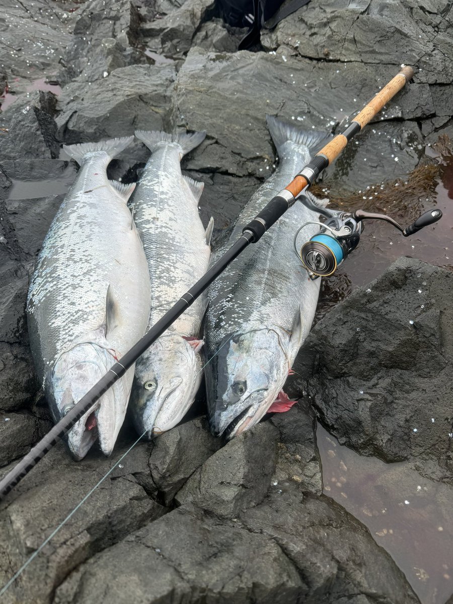 fisingTatsuo's tweet photo. いやー〜嬉しい！！
福ナゴで釣れたのがすごい嬉しい😃😃😃
皆殺ししたけど、帰りポイ捨てのゴミ���拾ったから大目に見てください🙇
ますますやる気が出ますねーますだけに
#福ナゴ
#テイルウォーク
#海サクラ
#釣れたらゴミも拾うおう習慣
#おやじギャグ https://t.co/I3B6DlYEMW