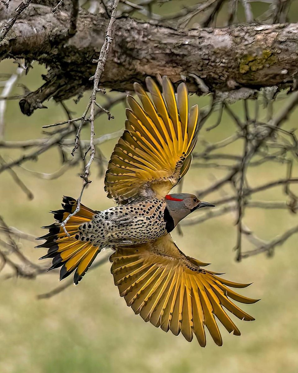 Yellow shafted Northern Flicker.