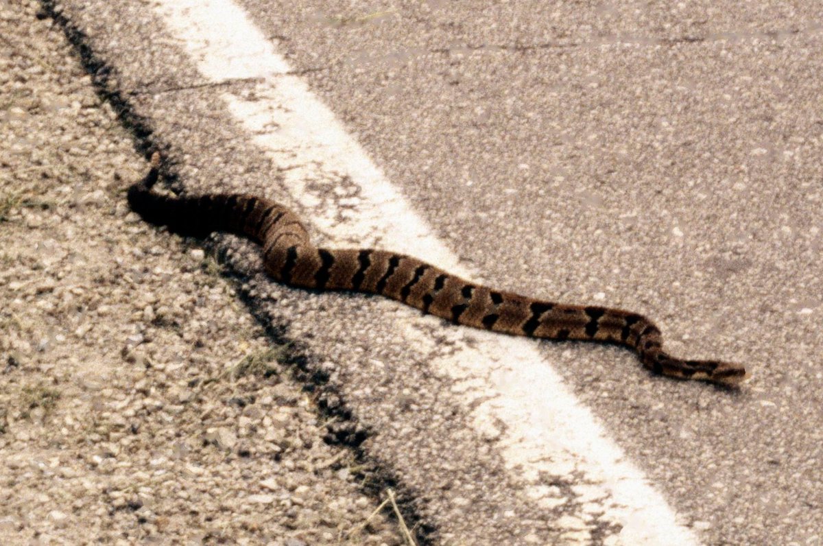 Timber rattler in Beaver Creek Valley St. Pk, MN, where I camped while working on my PhD project. Not unusual here--another one slid around my heel before I saw it--but the photo reminds me I stopped here with my son to get a good look and make sure it got off the road safely.