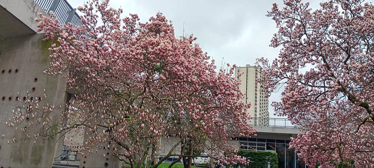 Pretty pink trees 🌳 outside @cityofhamilton hall @Ward2Hamilton @CameronKroetsch