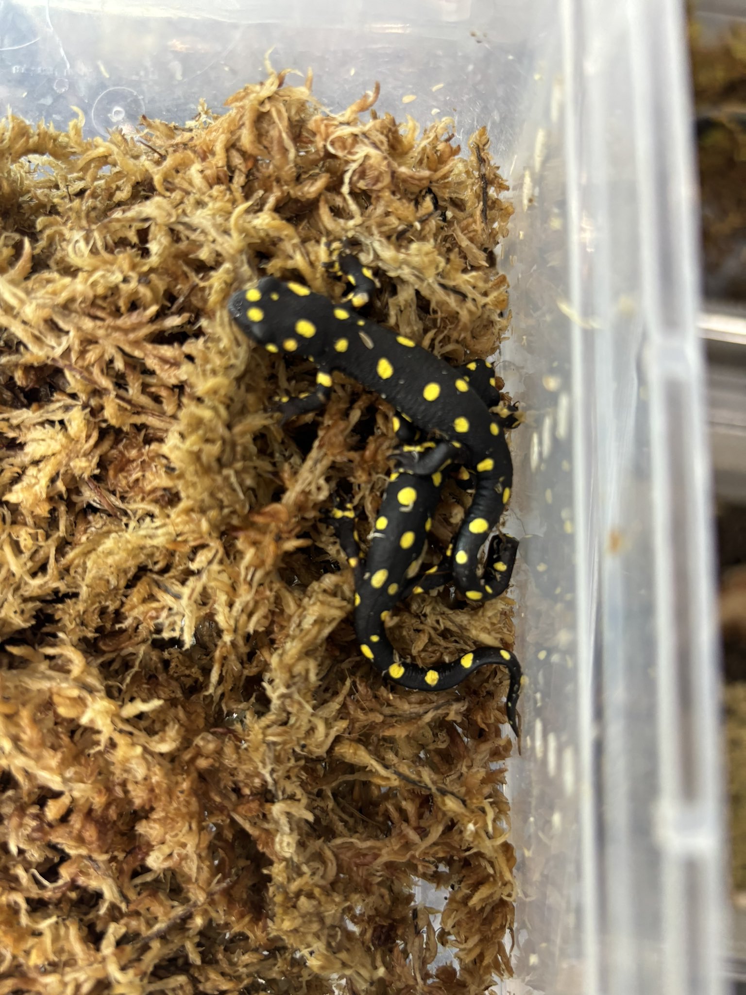 ストラウヒツエイモリ 2020CB