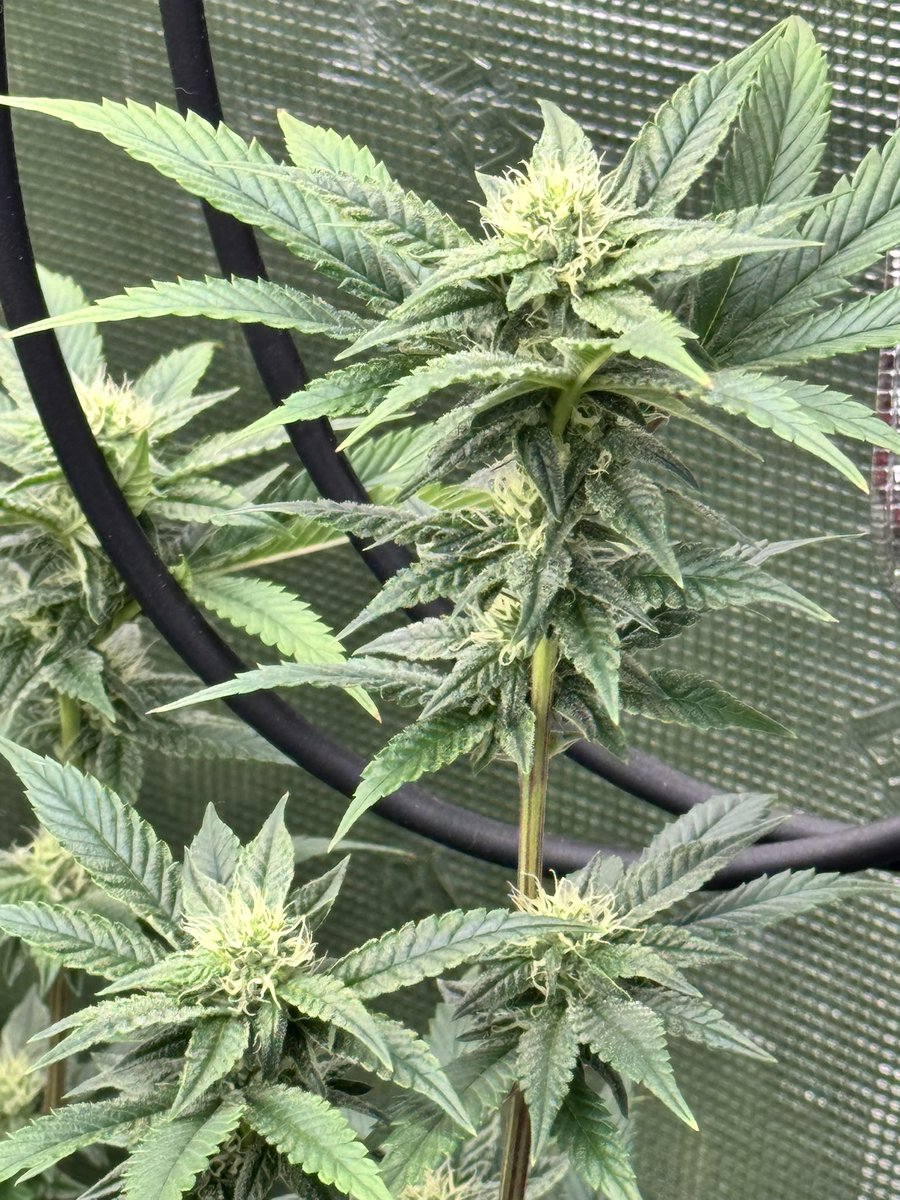 Day 25 Cherry Dos-I-Dos x Horchata by Xeno Seed Company @iBEX_Nutrition @GorillaGrowTent #Mmemberville #goatnutes #CannabisCommunity #cannabisculture #cannabisindustry #CannabisSeeds #CannabisHilftMir #420community #ganja #cannabisgrower #marijuana #growyourown