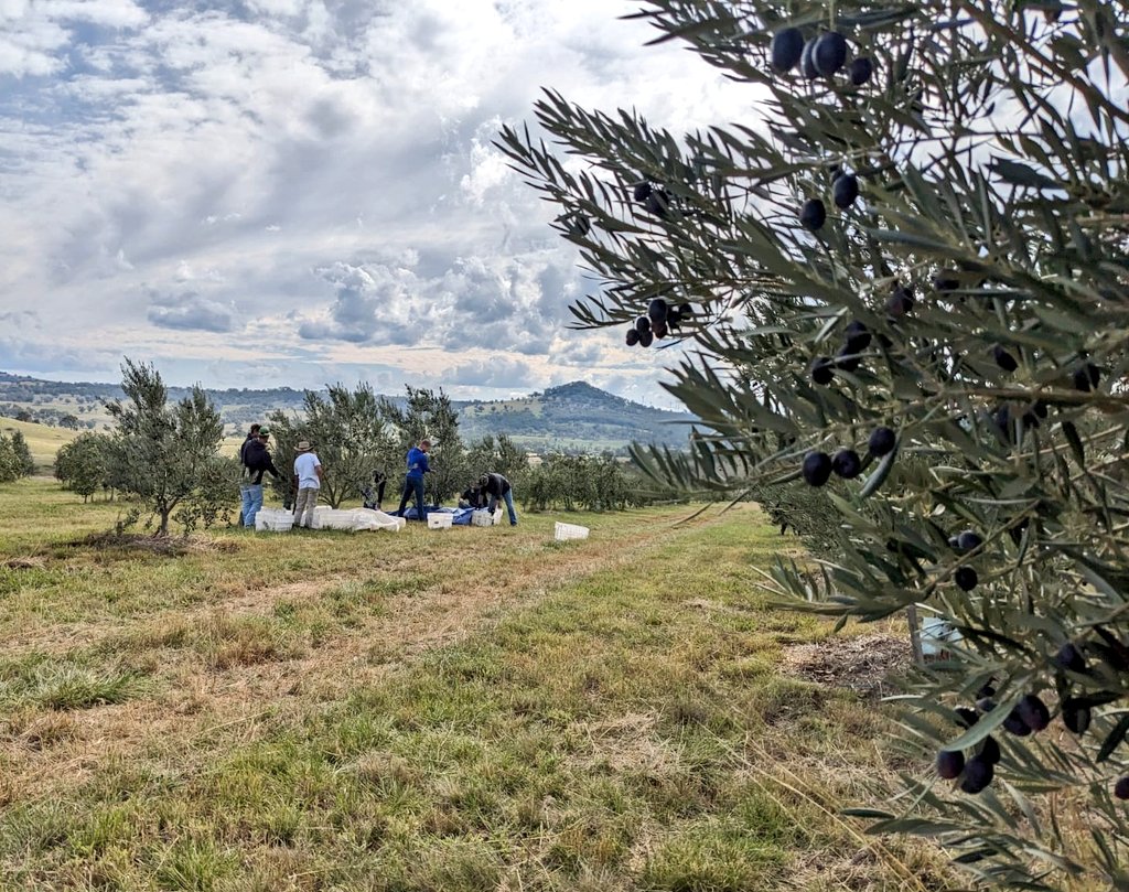 It's the best day of the year: olive harvest! We cold press the olives for a year's supply of oil. Each olive variety carries a distinct flavor and we pour it on bread and salads and use it in cooking.