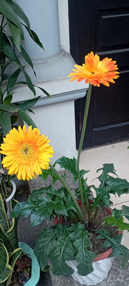 Chào ngày mới ae. BTC sang chương mới. Thắng lợi mới nha ae.
Nhưng đừng quên kiếm xèng kèo @SenderLabs  nha.
Các bác tương tác em trả đủ ạ.