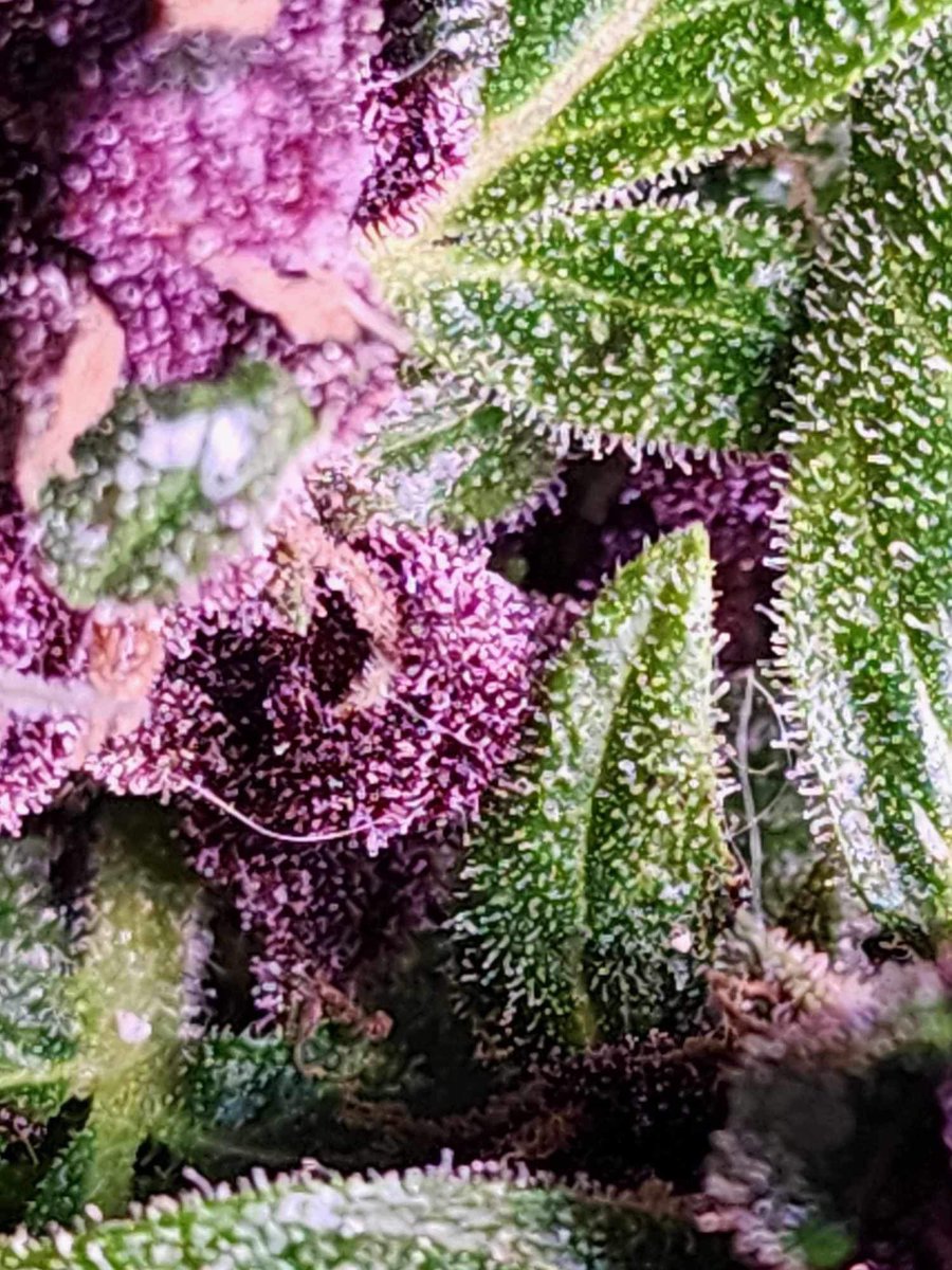 BrennansTruth's tweet photo. Did you know? Cannabis has been used for thousands of years for its medicinal properties, dating back to ancient civilizations.

Zero deaths have ever been attributed. 

#FactsMatter 
#SAMlies
#NaturalHealing https://t.co/3uWEZZFQ8X