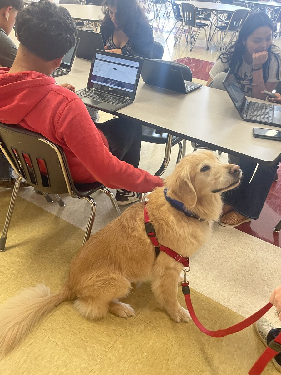 endeavoreagles's tweet photo. Love it when our kids plan for college during activity period. @comfort_dogs Nugget provided emotional support as students completed their #FAFSA, #applytexas, #promisegrant to continue their education when they graduate May 17! @ChannelviewISD https://t.co/wXlNb4AZqy