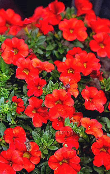 #calibrachoa