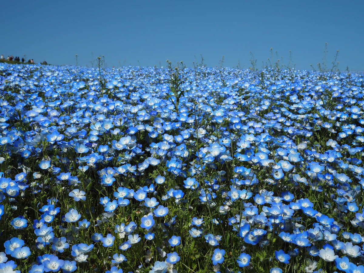 ma_sayuki's tweet photo. お花が咲いて良い季節になってきたので、今まで見てきたお花まとめ！

茨城　国営ひたち海浜公園
ネモフィラも良いがチューリップも良いぞ https://t.co/ay4IxvlghJ