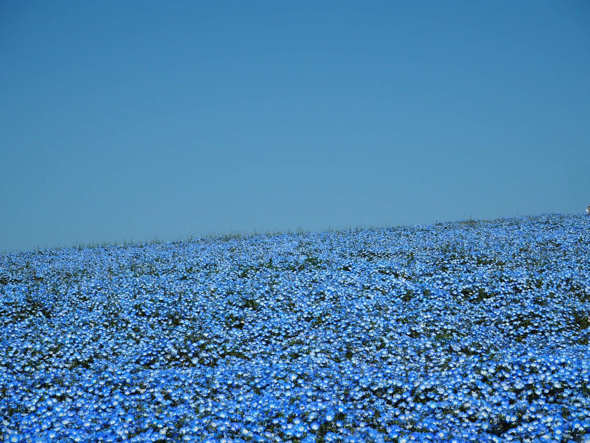 ma_sayuki's tweet photo. お花が咲いて良い季節になってきたので、今まで見てきたお花まとめ！

茨城　国営ひたち海浜公園
ネモフィラも良いがチューリップも良いぞ https://t.co/ay4IxvlghJ