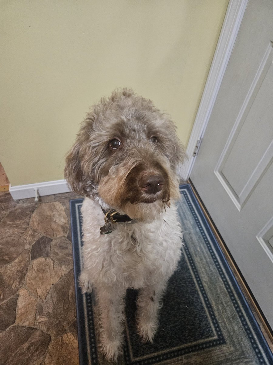 Winston Churchill is in dire need of a grooming, he goes to the salon this week.  But so cute, fluffy! He's so judgey with those human eyes. 🥰🥰🥰🐶🐶🐶