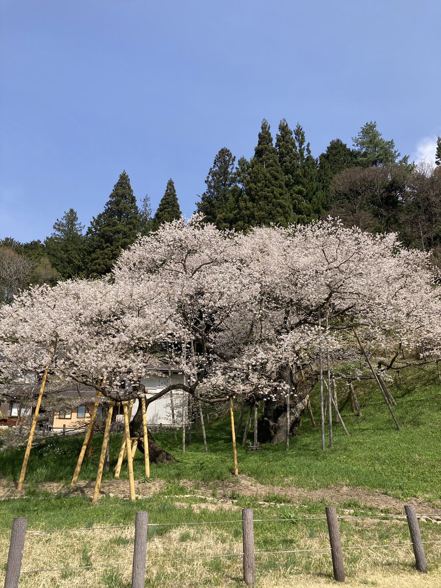 甚助（jinske12） tweet media