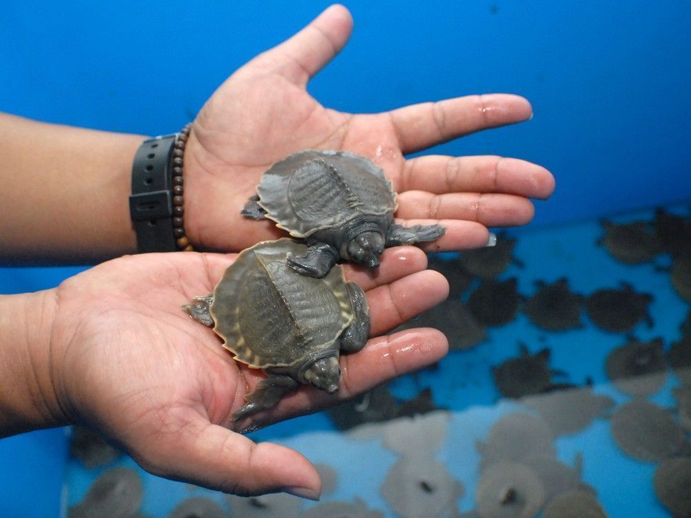 Calgary man fined $35,000 for illegally importing turtles from China calgarysun.com/news/crime/cal…