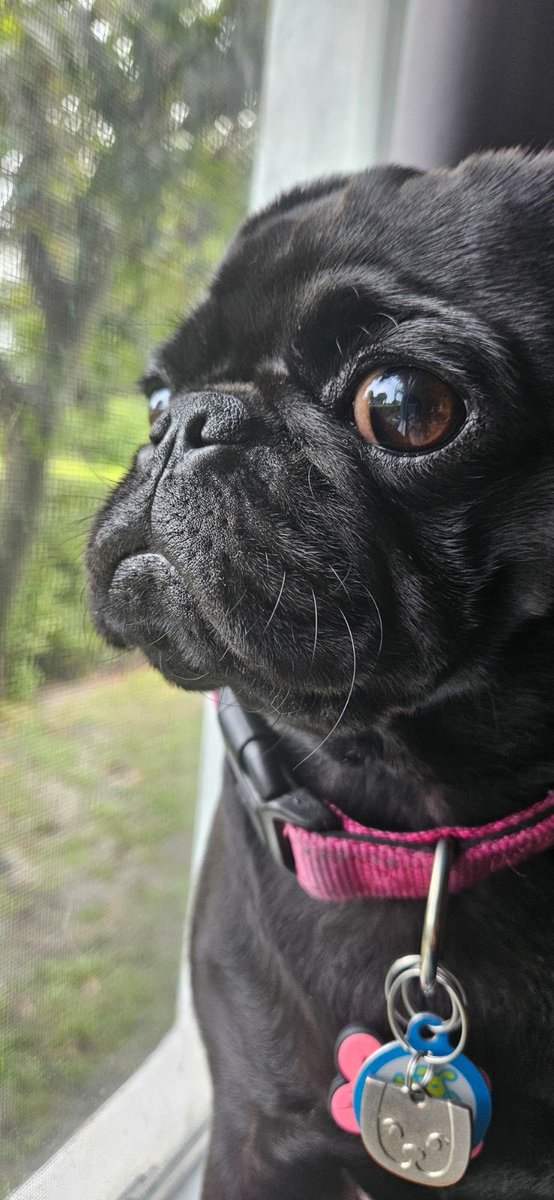#ZSHQ #puglife hey it’s me Bok Choy, the fiercest pug ever. Look at this profile, fierce I tell ya! This face is bad news for dem zombies! Out on pawtrol, perimeter be clear. All safe, RAAAaaa! Rest easy frens.