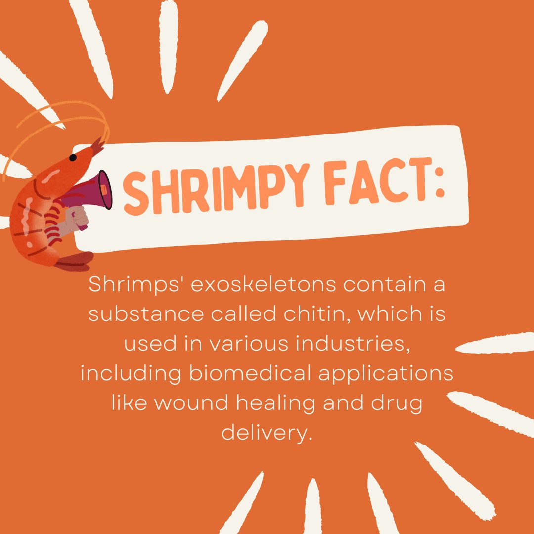 Shrimps' exoskeletons contain a substance called chitin, which is used in various industries, including biomedical applications like wound healing and drug delivery. #Chitin #ShrimpFacts 🦐🔬