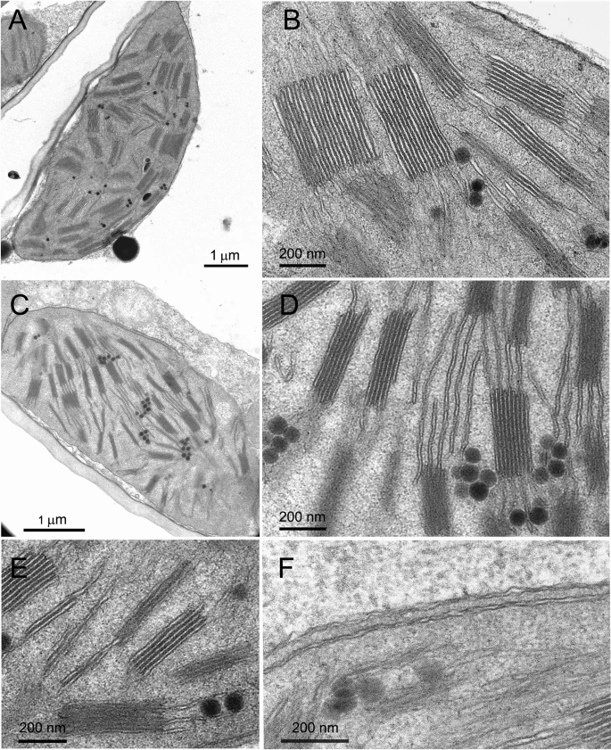 Thylakoid ultrastructural variations in chlorophyll-deficient wheat: aberrations or structural acclimation?. Aliprandi, E., Demaria, S., Colpo, A. et al. Planta 259, 90 (2024). ➡️rdcu.be/dFfBO