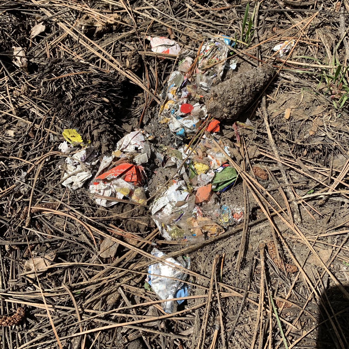 Sadly, this “garbage” is not actually #trash, but #bear feces. This is what happens when humans don’t secure their bins, and is a common issue. Can you imagine the suffering these poor animals are experiencing thanks to #humanity? #litter #collapse #Tahoe