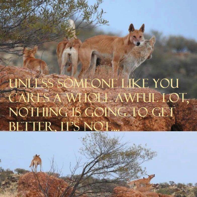 This is our problem here with #Dingo management - All based studies are focussed on efficient  extermination, rather than understanding Australia's Dingo❗️
We must not compare wolves with #Dingoes....Why should we when we know Dingoes are Dingoes. Applying wolf logic is wrong.