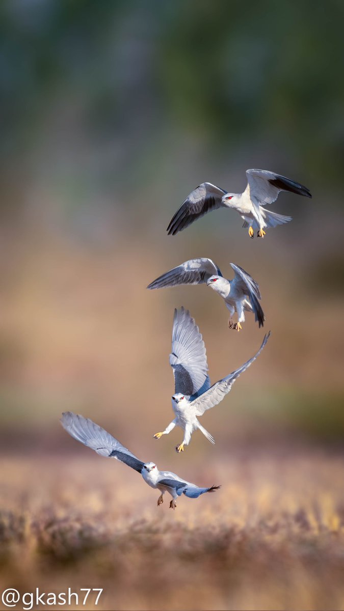 A composite shot Black winged Kite got its morning meal #Birdsatgurgaon #IndiAves