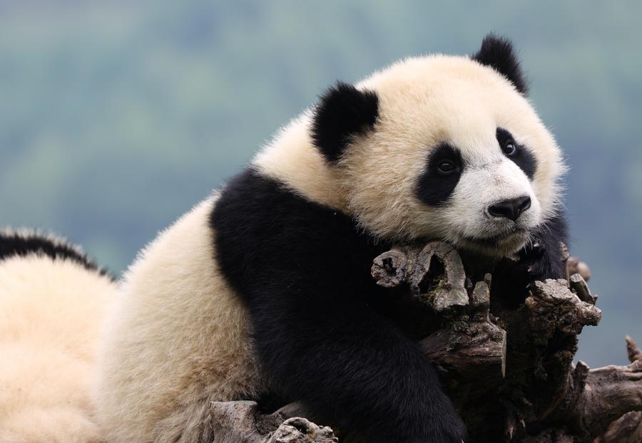 Chinese wildlife association to work with U.S. zoo on giant panda conservation xhtxs.cn/SNa