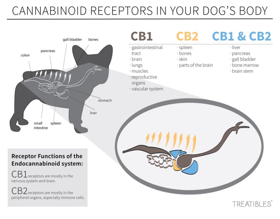 Learn More about Treatibles for Dogs and Cats with Pain and/or Anxiety and Get 10% OFF w/ CouponCode PAWSABLE

treatibles.com/calm-balance-e…