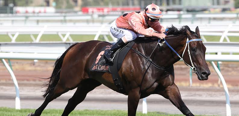 Breed to race ⁦@riverbankfarm1⁩ standing son of #BlackCaviar - Prince 👑 of Caviar ( Sebring - Black Caviar ) Fee $4400 incl vet fees & GST #VALUE #BREEDTORACE #PRINCEOFCAVIAR ☘️ ☘️☘️☘️