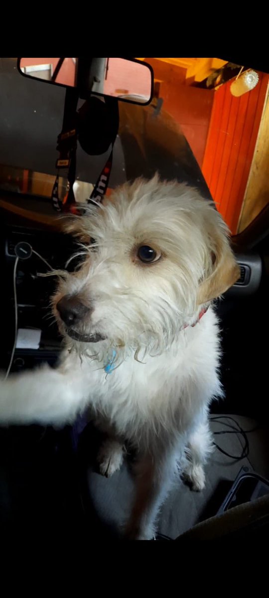 Juuddi_96's tweet photo. perrito perdido en la comuna los copihues en la florida, responde por el nombre de tomi, cualquier pagina para poder buscarlo que recomienden ayuda https://t.co/qrN69yfctn